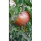 Tomate 'Pink berkeley tie-dye' - Solanum lycopersicum  (Graines / seeds)