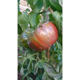 Tomate 'Pink berkeley tie-dye' - Solanum lycopersicum  (Graines / seeds)