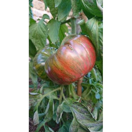 Tomate 'Pink berkeley tie-dye' - Solanum lycopersicum  (Graines / seeds)