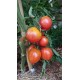 Tomate 'Pink Bumble Bee' - Solanum lycopersicum  (Graines / seeds)