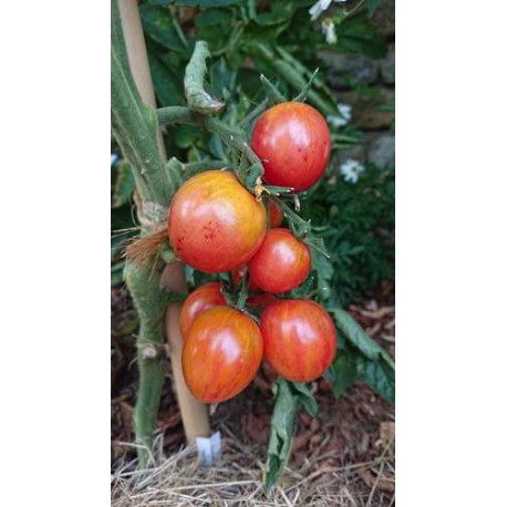 Tomate 'Pink Bumble Bee' - Solanum lycopersicum  (Graines / seeds)