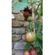 Tomate 'Pink vernissage' - Solanum lycopersicum  (Graines / seeds)