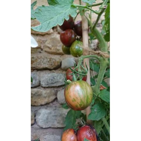 Tomate 'Pink vernissage' - Solanum lycopersicum  (Graines / seeds)