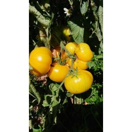 Tomate 'Pork chop' - Solanum lycopersicum  (Graines / seeds)