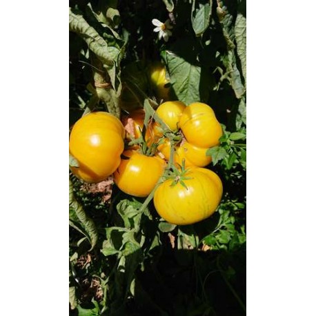 Tomate 'Pork chop' - Solanum lycopersicum  (Graines / seeds)