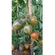 Tomate 'Primary colors' - Solanum lycopersicum  (Graines / seeds)