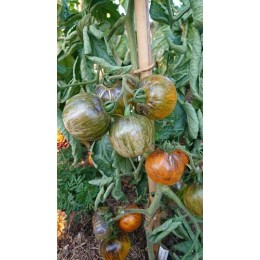 Tomate 'Primary colors' - Solanum lycopersicum  (Graines / seeds)