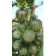 Tomate 'Primary colors' - Solanum lycopersicum  (Graines / seeds)