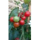 Tomate 'Principe Borghese da Appendere' - Solanum lycopersicum  (Graines / seeds)