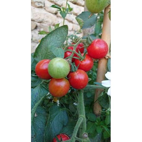 Tomate 'Principe Borghese da Appendere' - Solanum lycopersicum  (Graines / seeds)