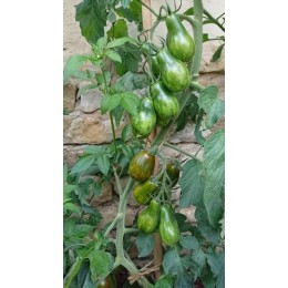 Tomate 'Prince zebra' - Solanum lycopersicum  (Graines / seeds)