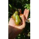 Tomate 'Prince zebra' - Solanum lycopersicum  (Graines / seeds)