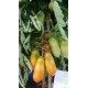 Tomate 'San Marzano Naples' - Solanum lycopersicum  (Graines / seeds)