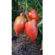 Tomate 'Striped Roman' - Solanum lycopersicum  (Graines / seeds)