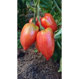 Tomate 'Striped Roman' - Solanum lycopersicum  (Graines / seeds)