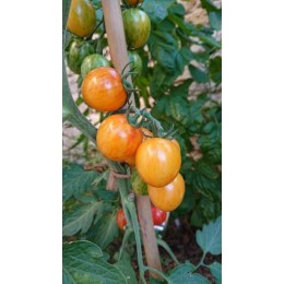 Tomate 'Sunrise Bumblebee' - Solanum lycopersicum  (Graines / seeds)