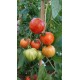 Tomate 'Turkish Striped monastery' - Solanum lycopersicum  (Graines / seeds)