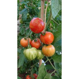 Tomate 'Turkish Striped monastery' - Solanum lycopersicum  (Graines / seeds)