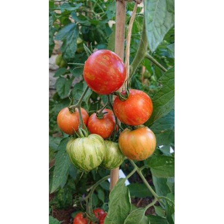 Tomate 'Turkish Striped monastery' - Solanum lycopersicum  (Graines / seeds)